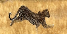Леопард 