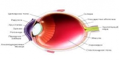 Оптическая система глаза