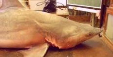 невская акула